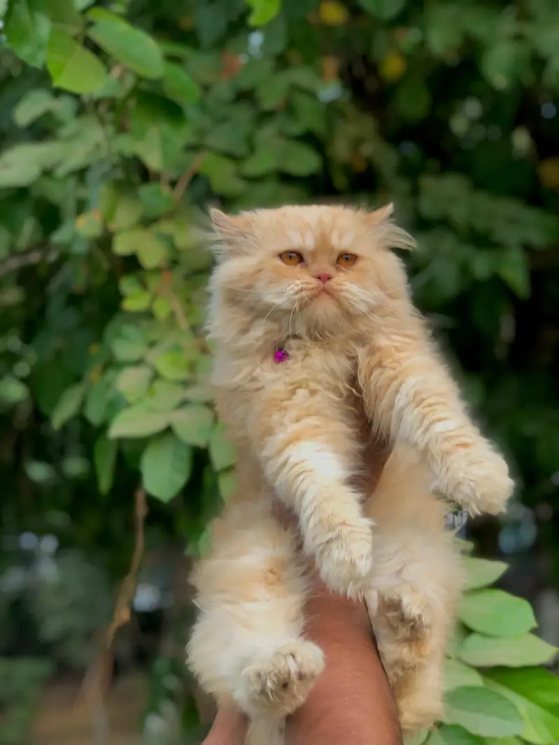 cash on delivery Persian kitten cats — photo 2