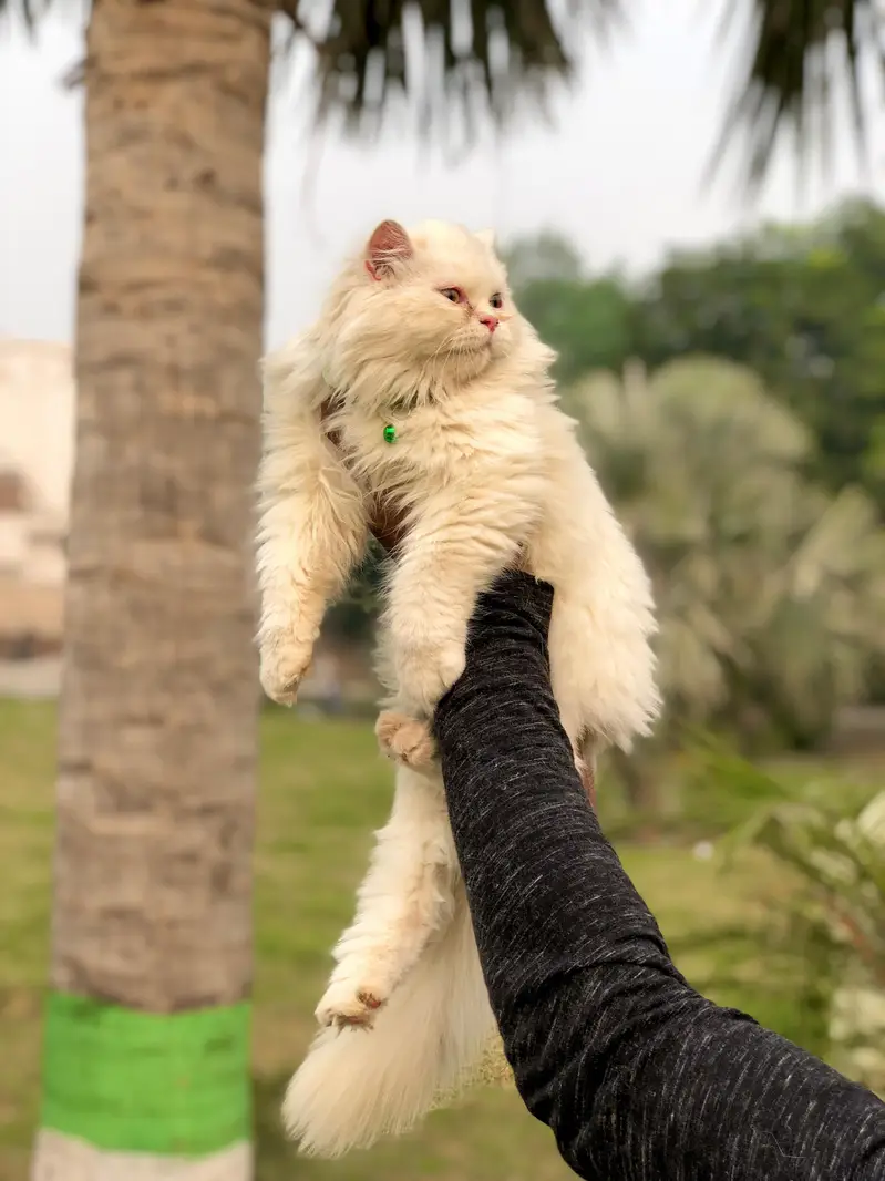 cash on delivery Persian kitten cats — photo 3