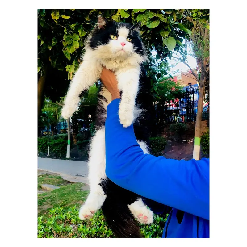 cash on delivery Persian kitten cats — photo 10