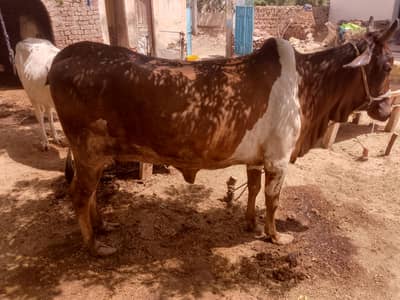 colistani cow and kids