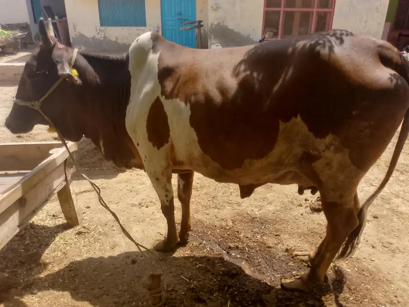 colistani cow and kids — photo 2