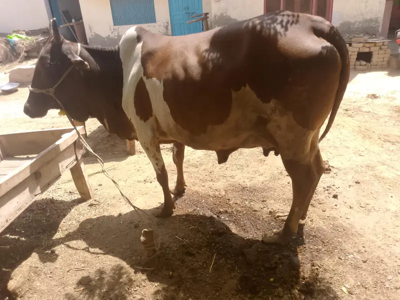 colistani cow and kids — photo 3