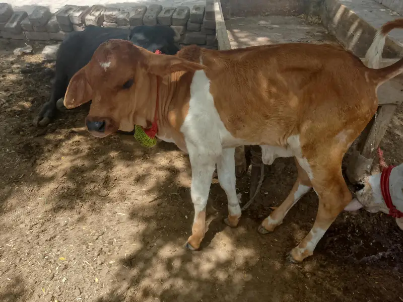 colistani cow and kids — photo 4
