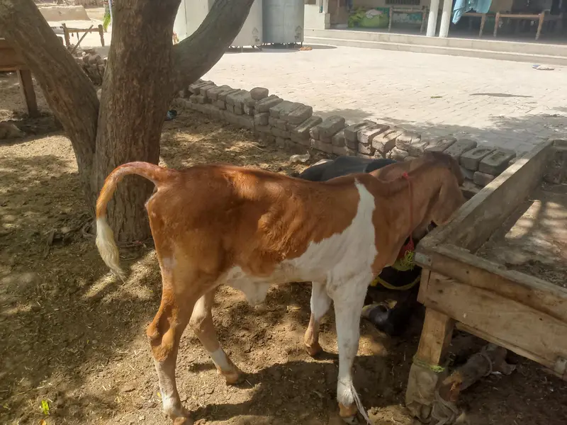colistani cow and kids — photo 5