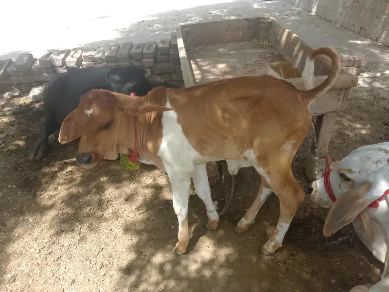 colistani cow and kids — photo 6