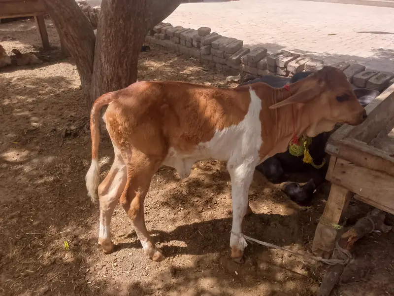 colistani cow and kids — photo 7