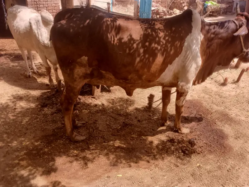 colistani cow and kids — photo 8