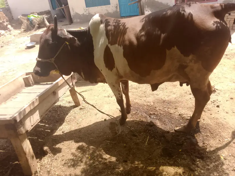 colistani cow and kids — photo 9