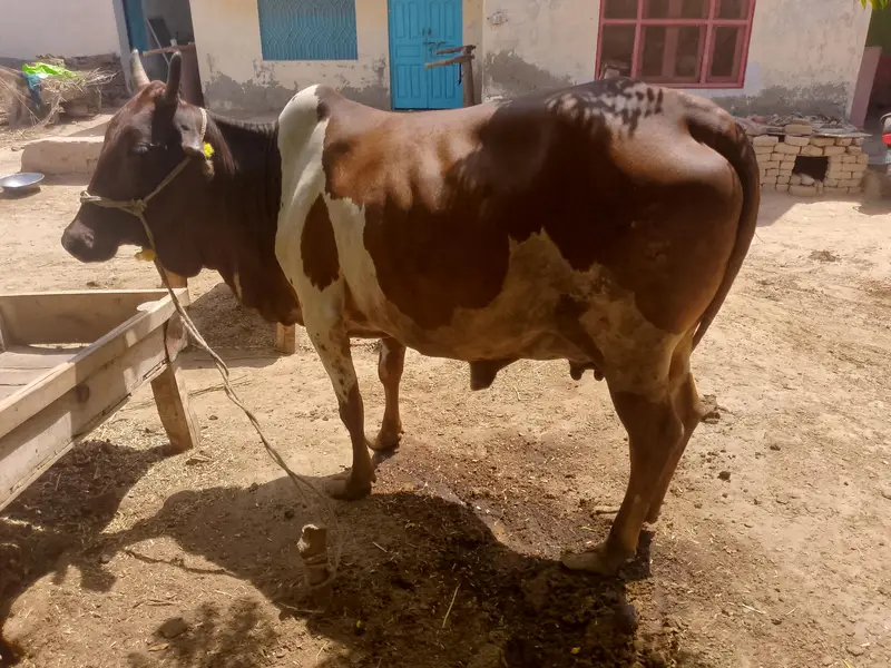colistani cow and kids — photo 10