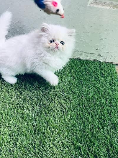 Persian kittens whstp. //0370 ///4602310