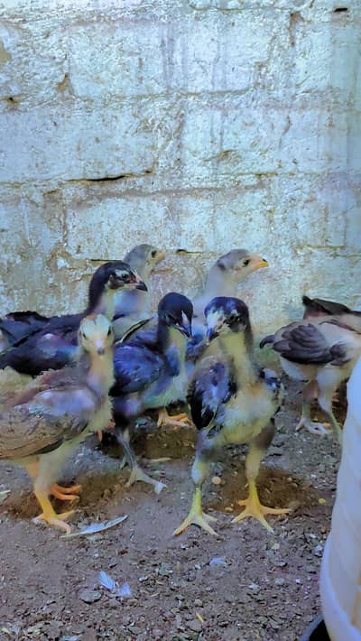 thai aseel chicks