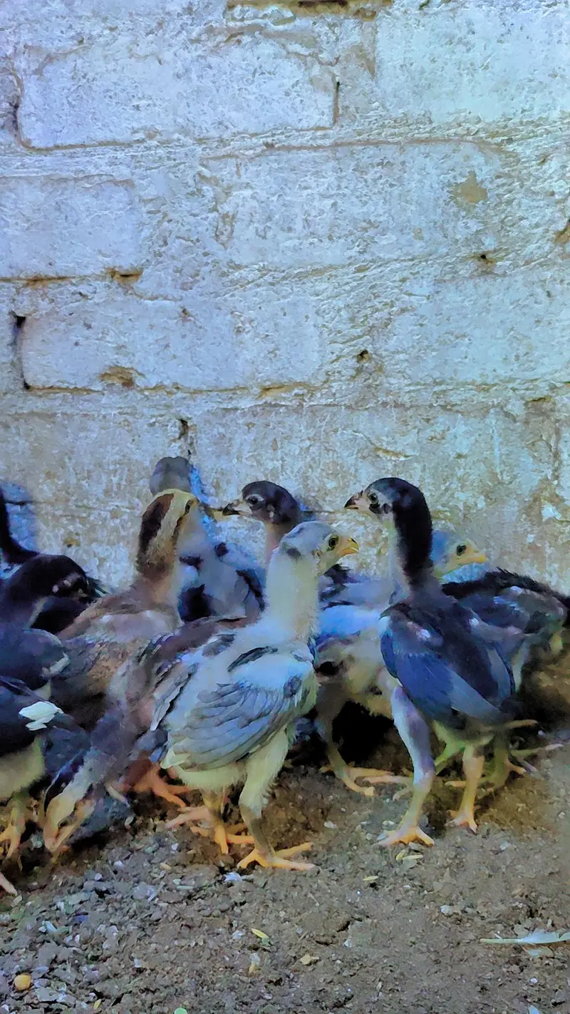 thai aseel chicks — photo 2