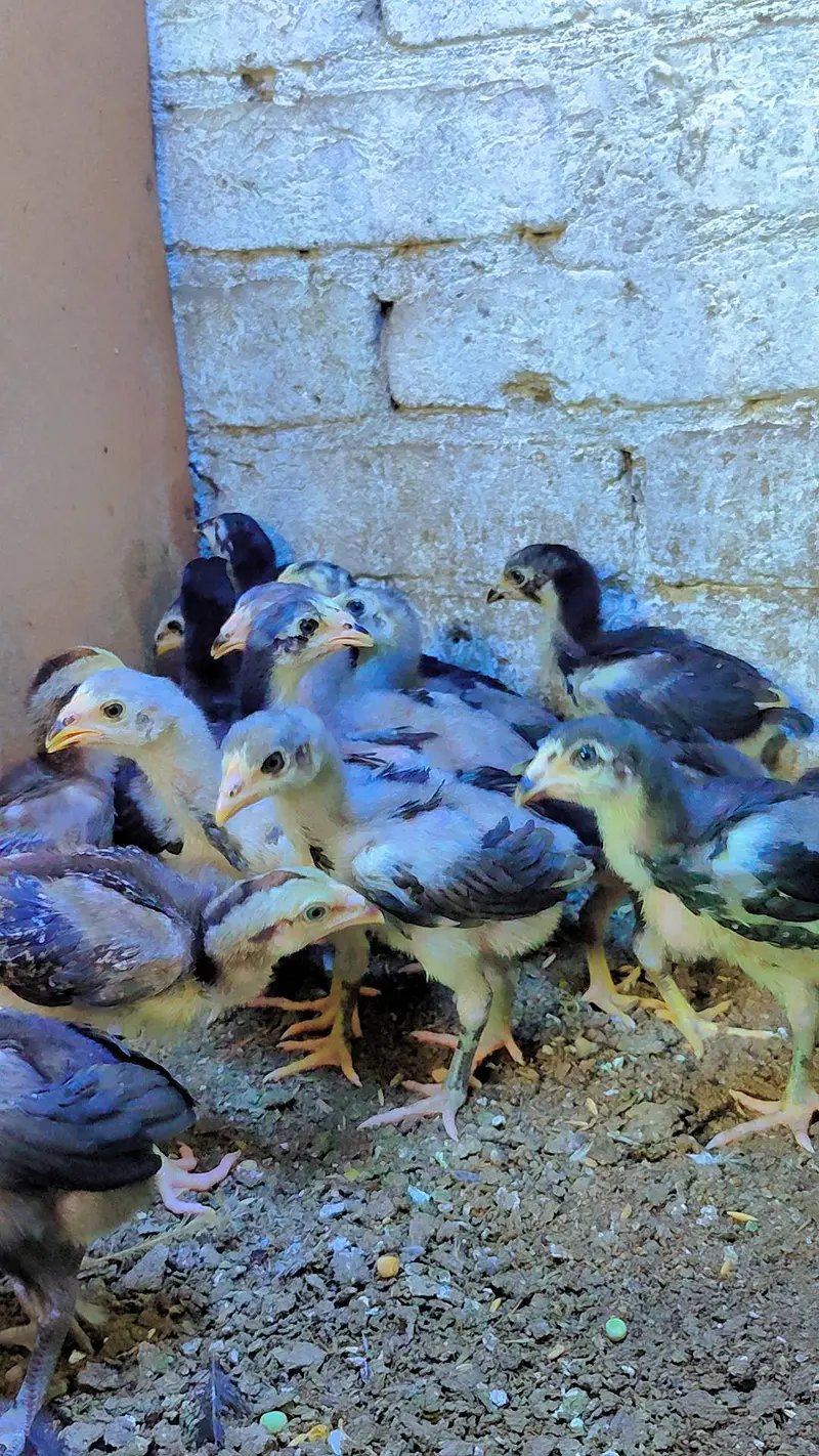 thai aseel chicks — photo 3
