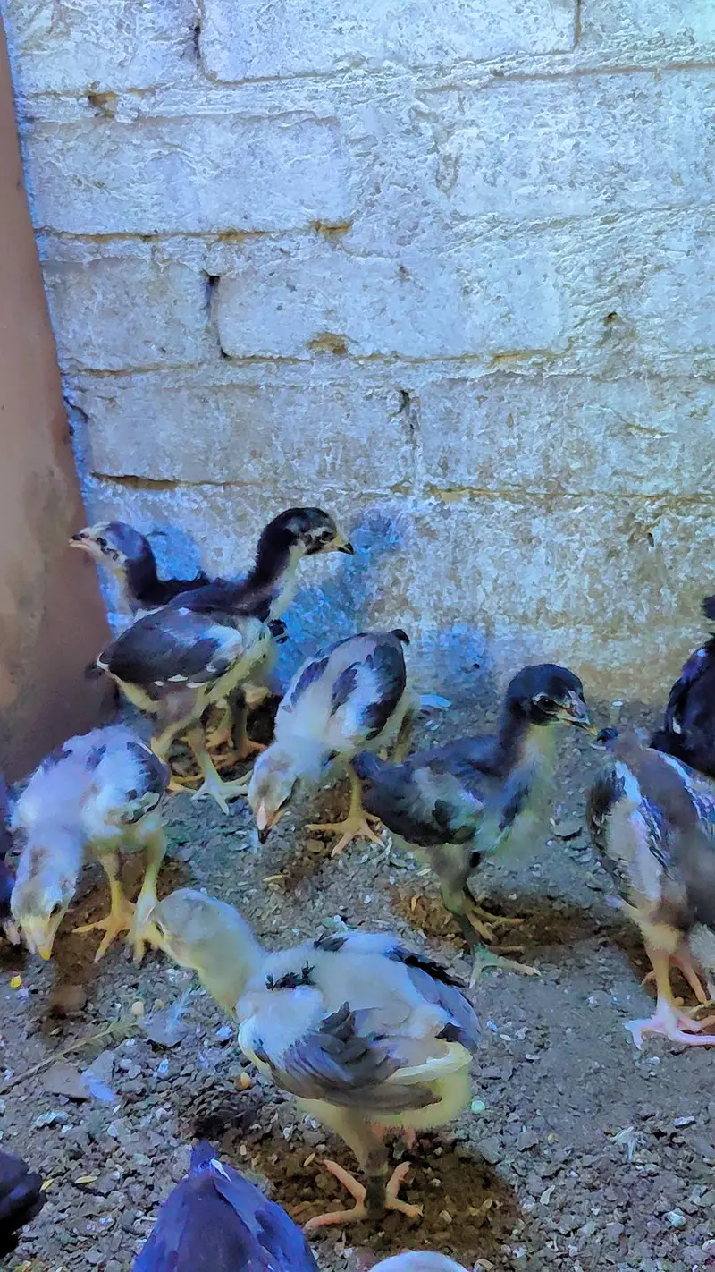 thai aseel chicks — photo 4
