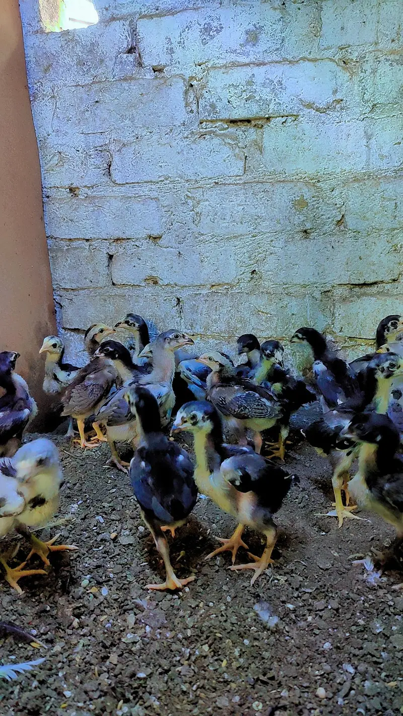thai aseel chicks — photo 5