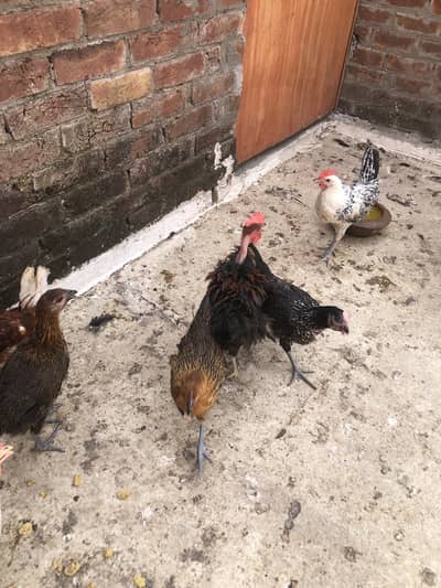 Hens desi
