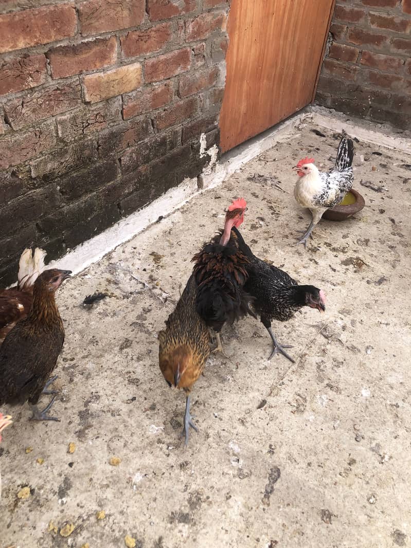 Hens desi 0