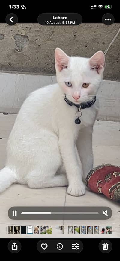Cat for sale