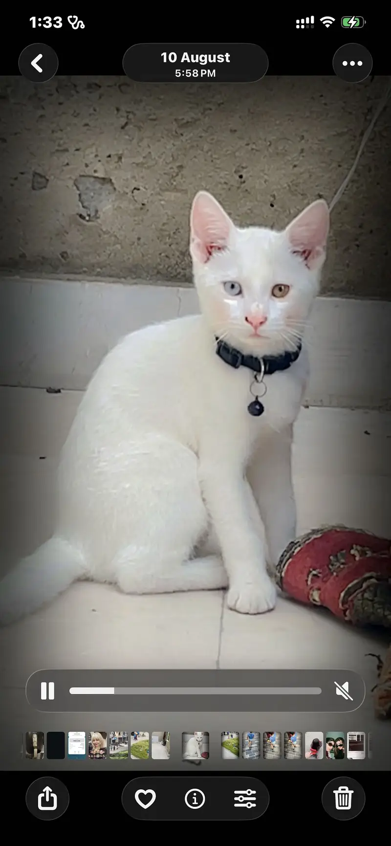 Cat for sale — photo 2