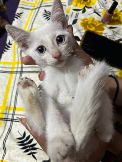 Persian cat single cot for sale price 4000