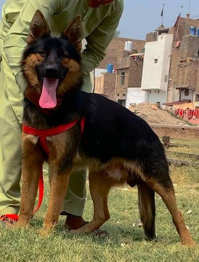 king German shephered full security male dog for sale