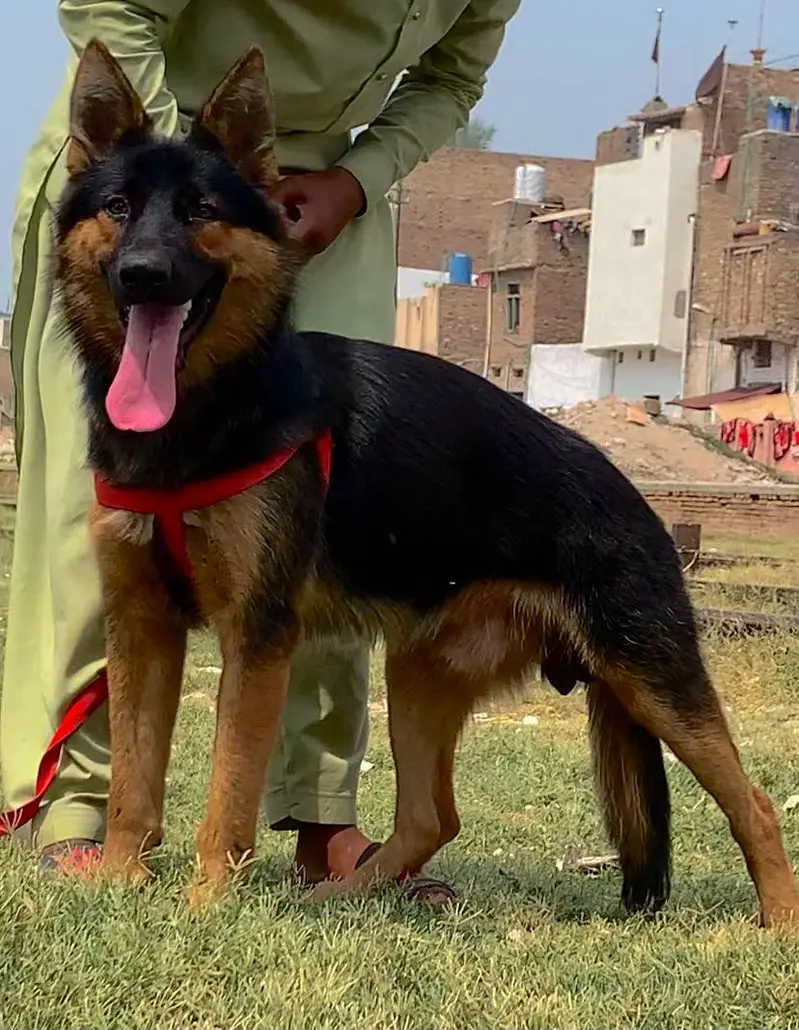 king German shephered full security male dog for sale — photo 2