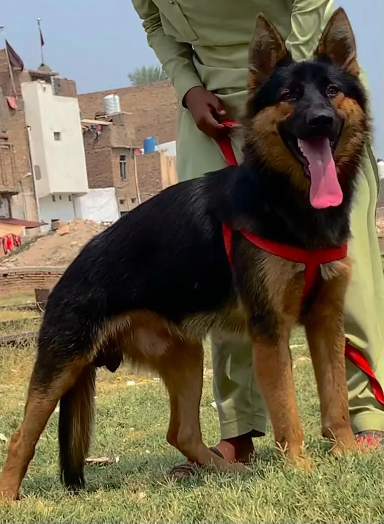 king German shephered full security male dog for sale — photo 3