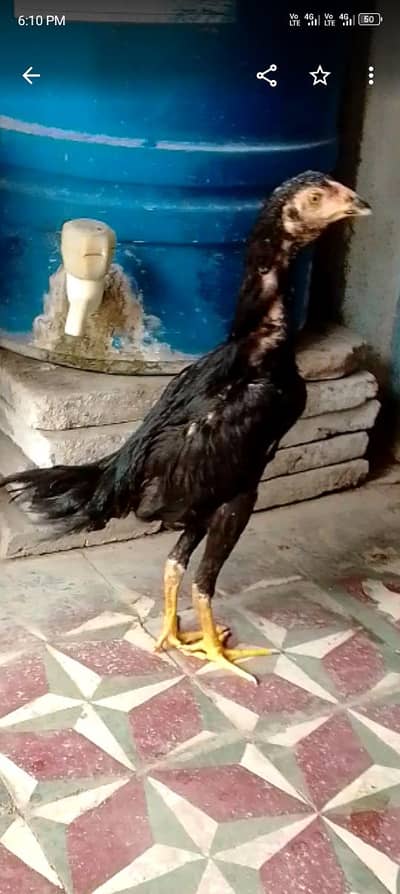 urgent sale
