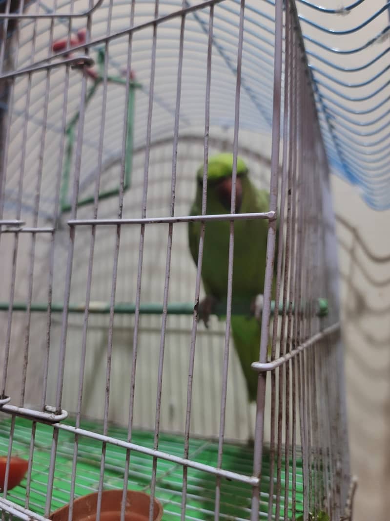 kahta 1