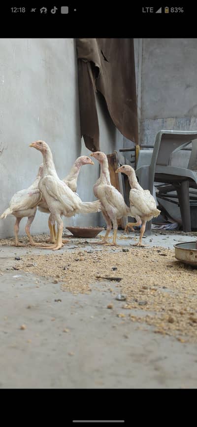 HIGH QUALITY GERMAN WHITE O SHAMO BREED
