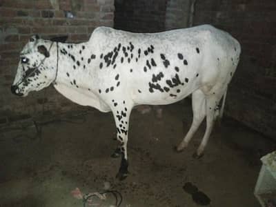 Fateh jahngi cow