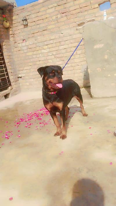 female Rottweiler for sale