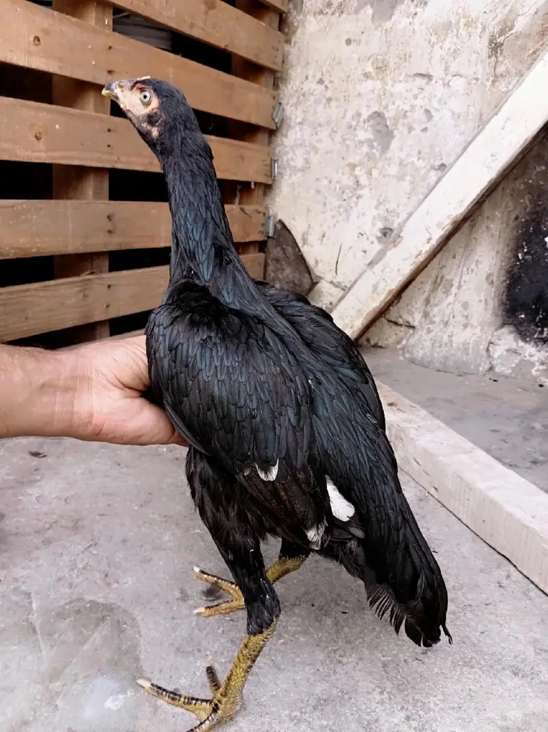 mushka pair — photo 2