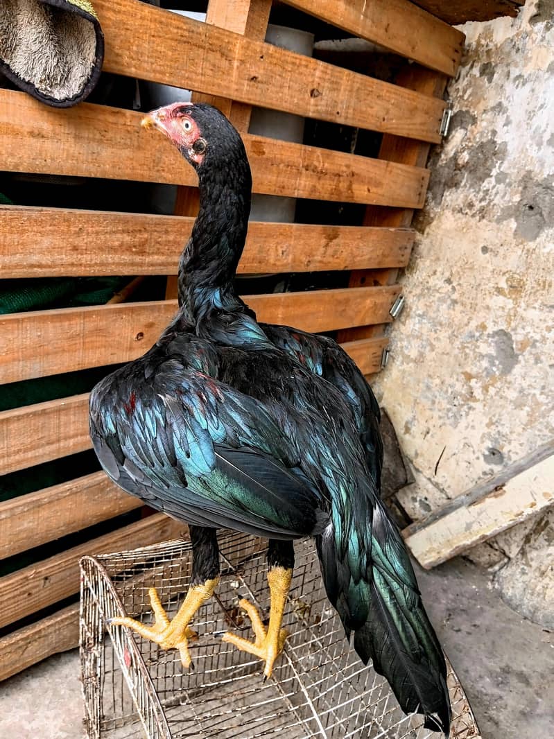 mushka pair 2