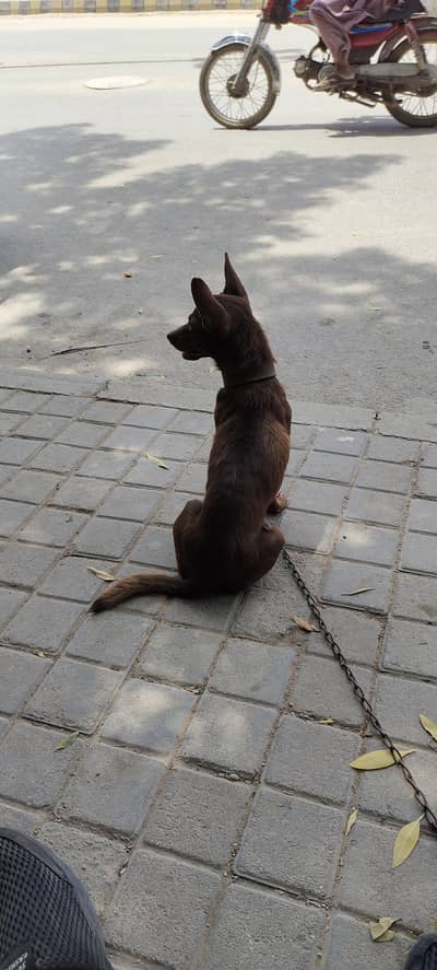 Small home pet Chihuahua