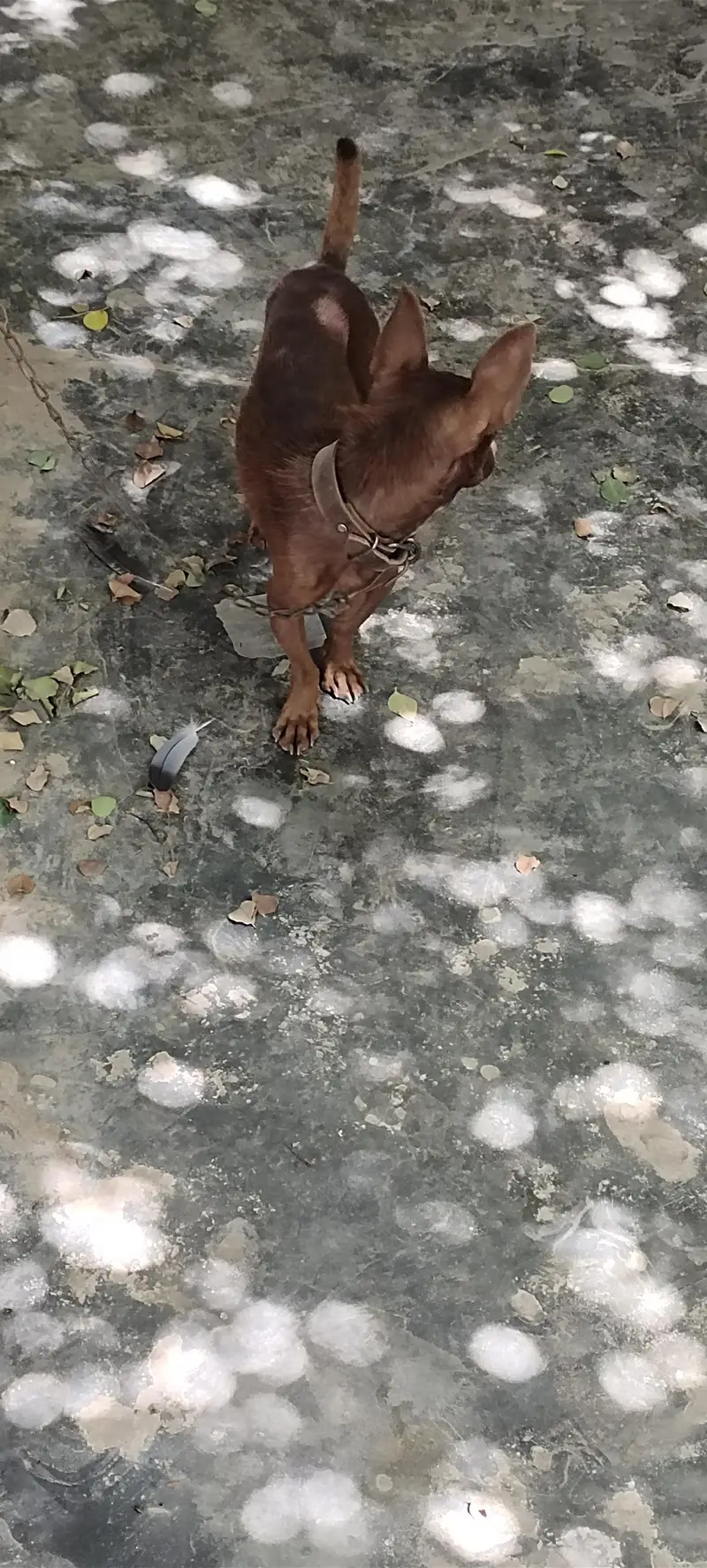 Small home pet Chihuahua — photo 2