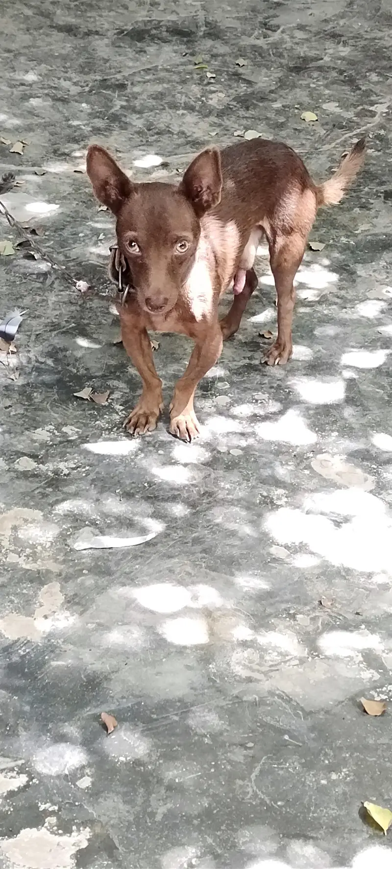 Small home pet Chihuahua — photo 3