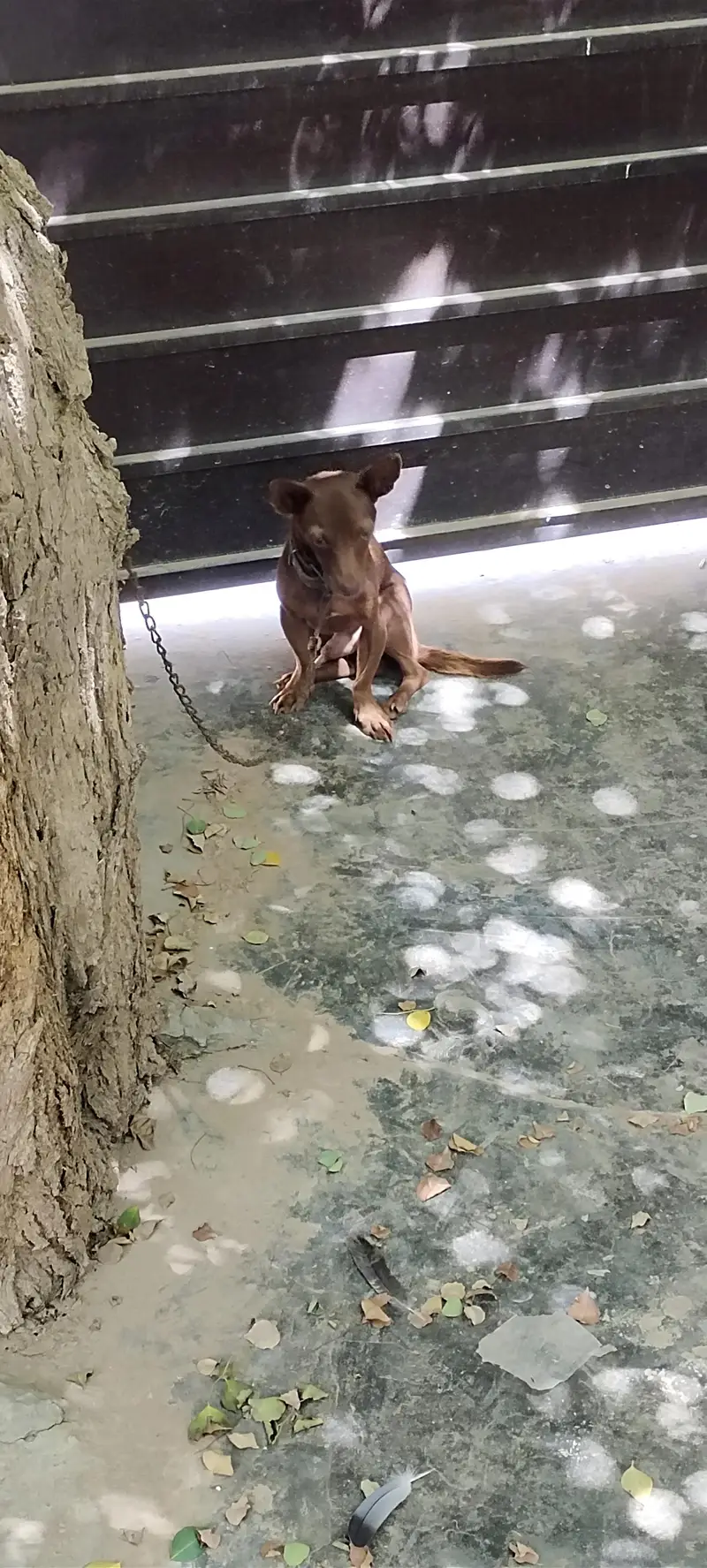 Small home pet Chihuahua — photo 5