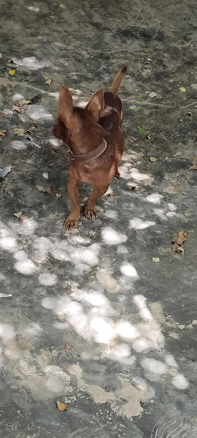Small home pet Chihuahua — photo 6