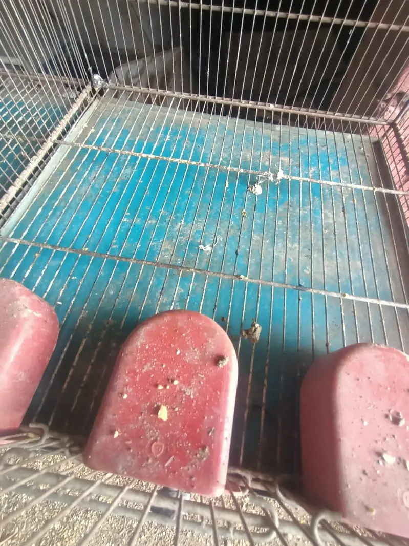 iron cage for sale no rust — photo 4