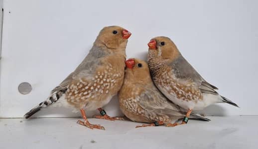 Orange  finches pair available