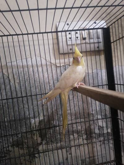 male cocktail For sale ready to breed