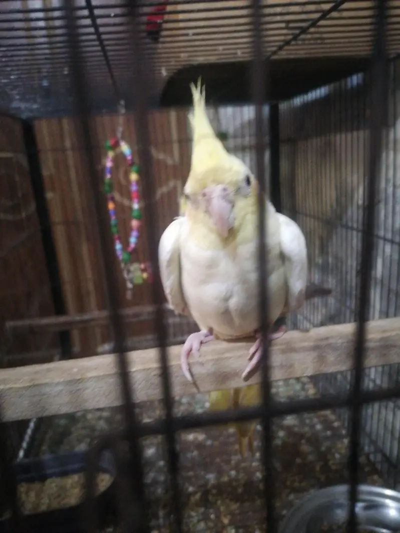 male cocktail For sale ready to breed — photo 2