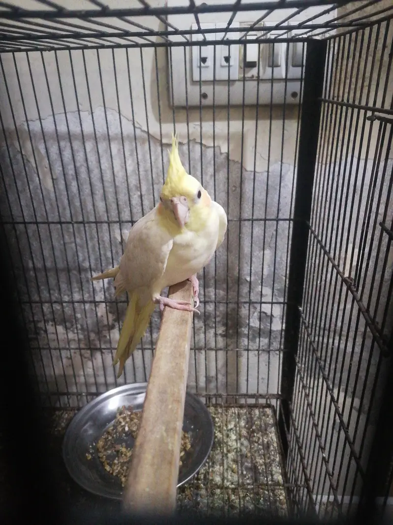 male cocktail For sale ready to breed — photo 3