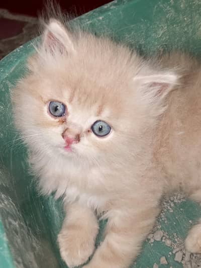 male female kitten for sale