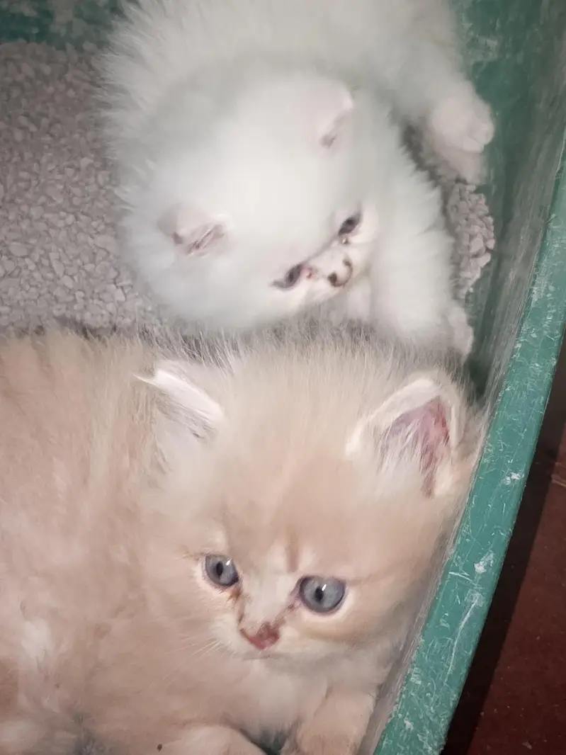 male female kitten for sale — photo 2