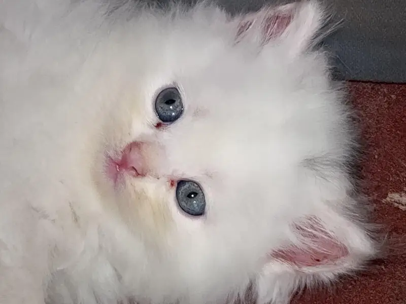 male female kitten for sale — photo 3