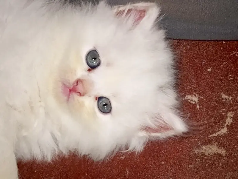 male female kitten for sale — photo 4