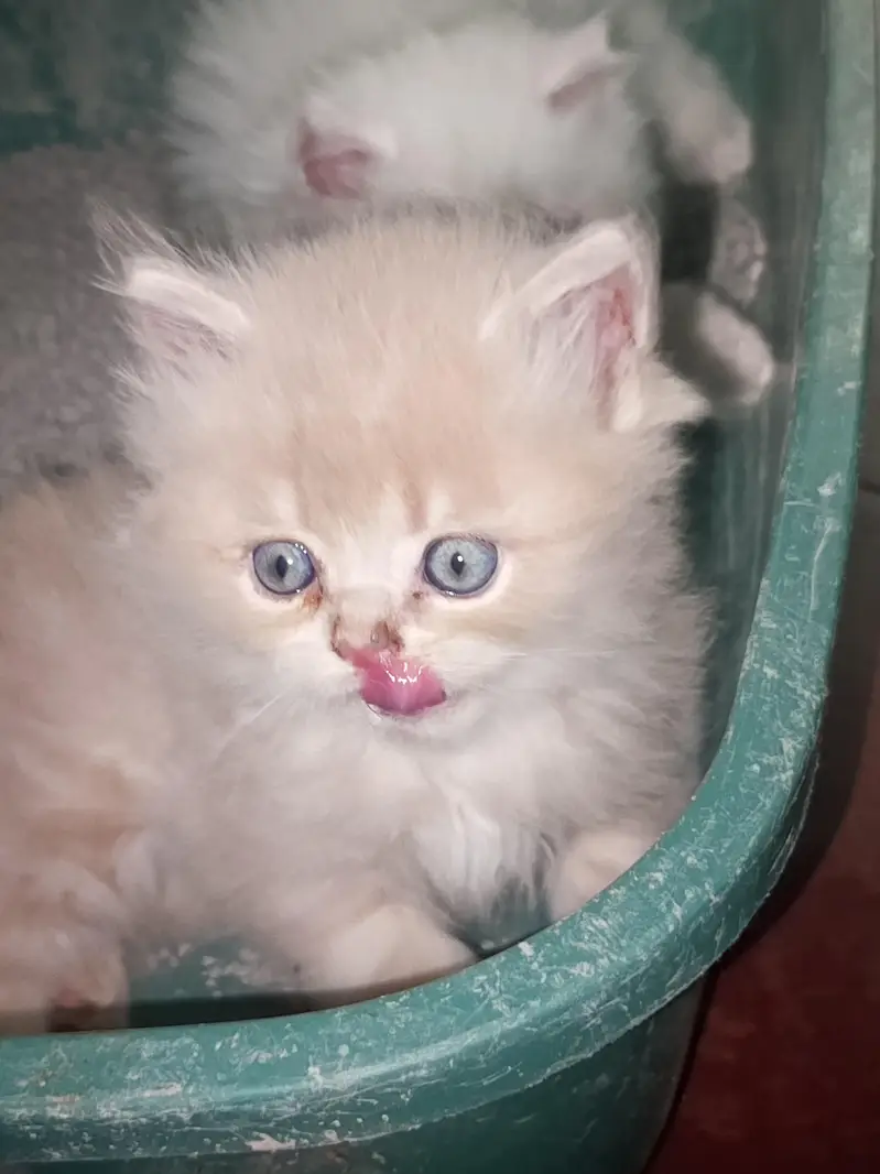 male female kitten for sale — photo 5