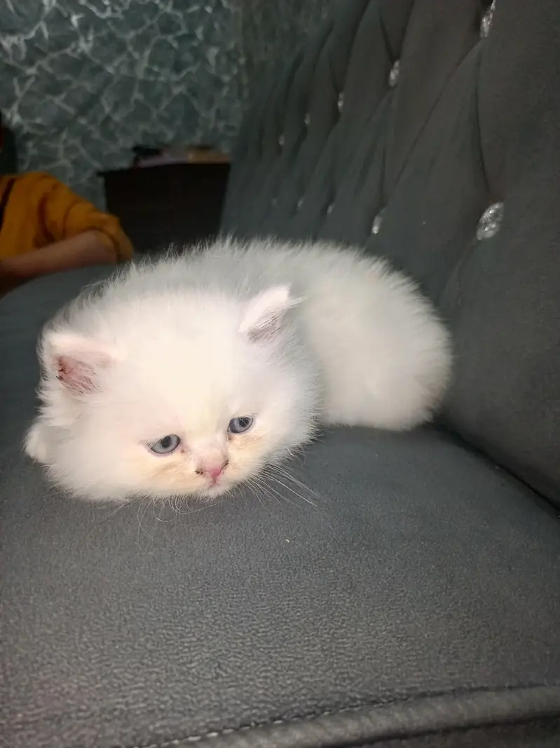 male female kitten for sale — photo 6